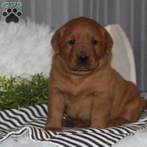 Ginger, Fox Red Labrador Retriever Puppy